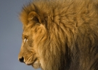 Kalahari Lion.jpg